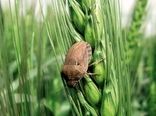 آغاز عملیات مبارزه با سن غلات در مزارع فارس
