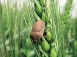 آغاز عملیات مبارزه با سن غلات در مزارع فارس