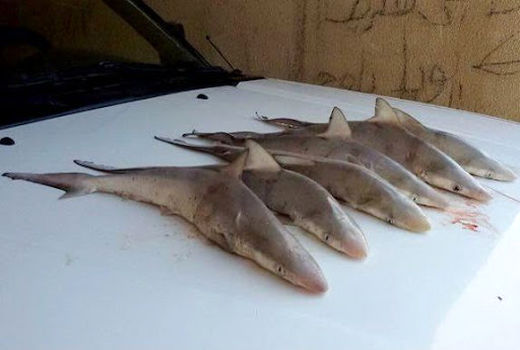 صید تصادفی کوسه ماهیان در ایران کمتر از میانگین جهانی است