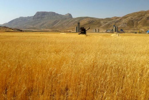 فعالیت 38 دستگاه کمباین برای برداشت غلات در لردگان
