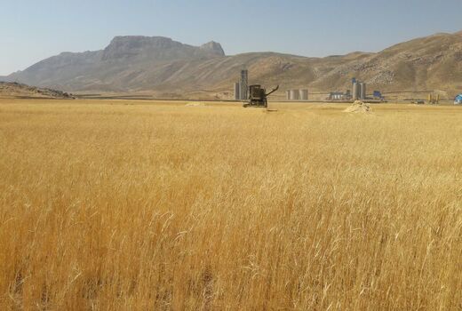 فعالیت 38 دستگاه کمباین برای برداشت غلات در لردگان