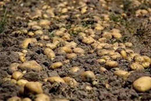 اختصاص حدود 3586 هکتار از مزارع مرکزی اصفهان به کشت سیب زمینی