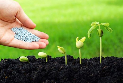 توزیع 3048 تن انواع کودهای شیمیایی در استان البرز