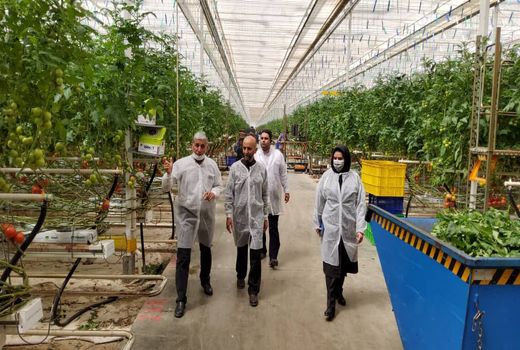 بازدید رئیس سازمان جهاد کشاورزی استان لرستان از شرکت کشت و صنعت و گردشگری فجر صفا لرستان