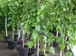 بیش از 26 هزار اصله نهال توت رایگان بین نوغانداران خراسان شمالی توزیع شد