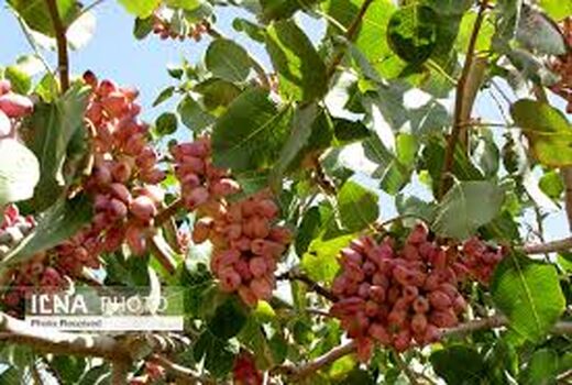 پیش‌بینی برداشت دو هزار و ۶۰۰ تُن پسته در خراسان شمالی