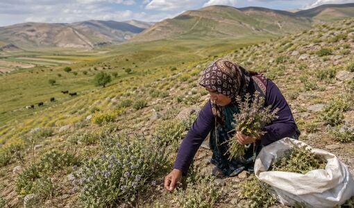 برداشت‌های ناآگاهانه، تهدیدی پنهان برای پوشش گیاهی