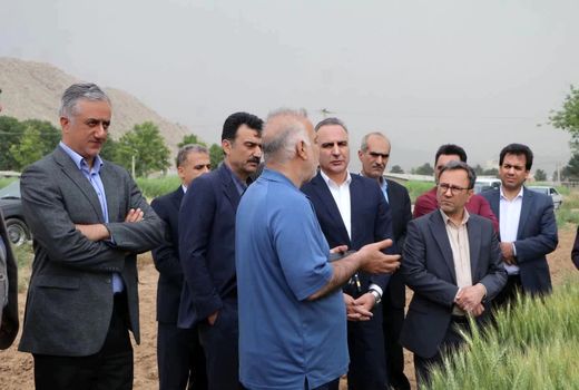 پیش‌بینی تولید ۱۴ میلیون تن گندم در کشور/ امنیت غذایی در مسیر ثبات