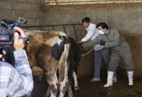 آغاز واکسیناسیون بیش از چهار میلیون راس دام در آذربایجان شرقی 