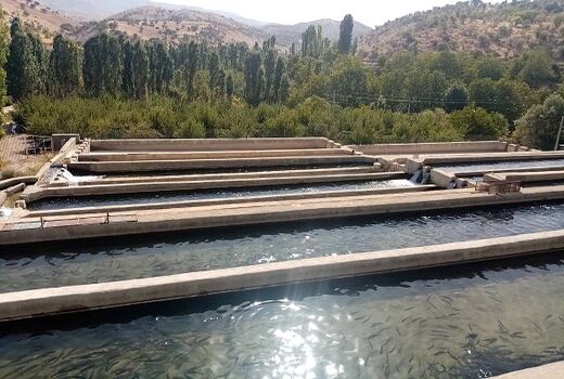 ایجاد زنجیره تولید ماهیان سردآبی در شهرستان سپیدان‌