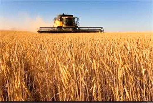 تنوع محصولات در جهش تولید دیم زاهای خوزستان برای پایداری تولید گندم