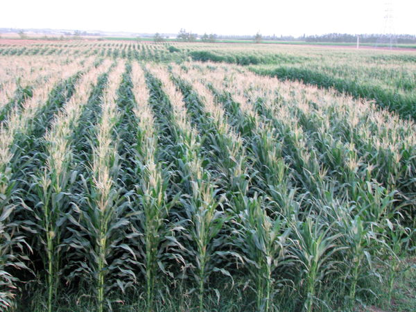 آغاز کشت ذرت علوفه ای در مزارع کشاورزی استان قزوین