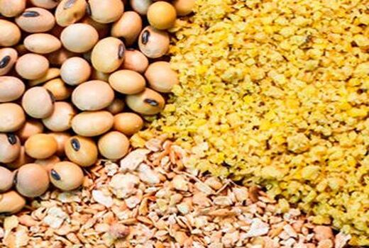 9هزار تن نهاده‌های دامی در قزوین توزیع شد