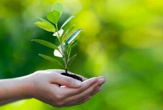  کاهش شأن سازمان حفظ نباتات نادیده گرفتن سلامت مردم است