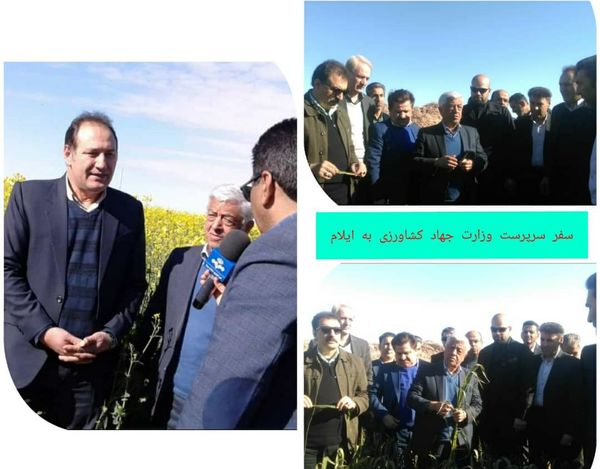 بازدید سرپرست وزارت جهاد کشاورزی از مزارع گندم و کلزا در دهلران