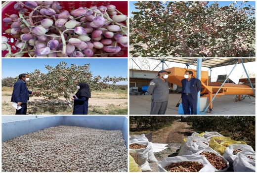 آغاز برداشت محصول پسته خندان در شهرستان نهبندان 