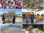 آغاز برداشت محصول پسته خندان در شهرستان نهبندان 
