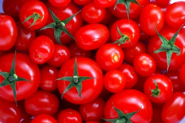 صادرات گوجه فرنگی از میاندورود به عراق