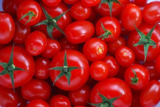 صادرات گوجه فرنگی از میاندورود به عراق