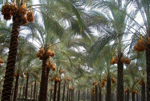 ۴۰ میلیارد تومان برای اصلاح نخیلات استان بوشهر اختصاص یافت