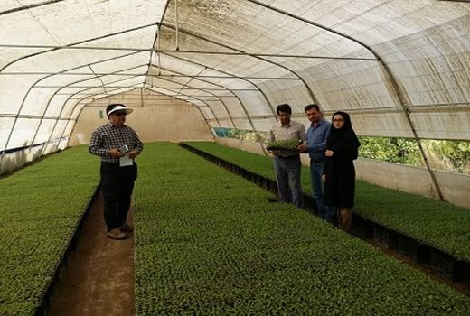 تولید ۲۰۰ هزار نشاء کلزا در مرودشت 