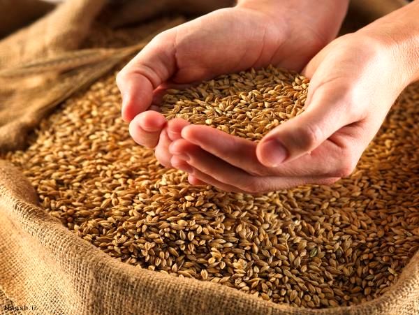 توزیع 158 تن بذر گندم و جو گواهی شده بین کشاورزان جویباری