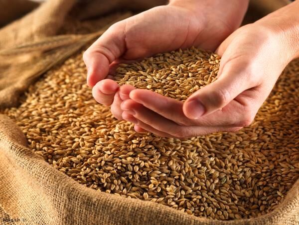 توزیع 158 تن بذر گندم و جو گواهی شده بین کشاورزان جویباری