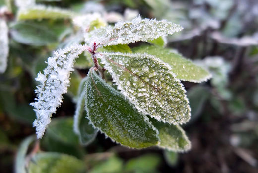 کابوس سرما در بهار 