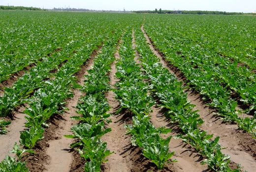 100هکتار از مزارع کشاورزی قزوین زیر کشت چغندرعلوفه‌ای 