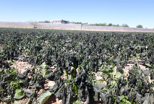 برآورد خسارت سرمازدگی کشاورزی شیراز اعلام شد 