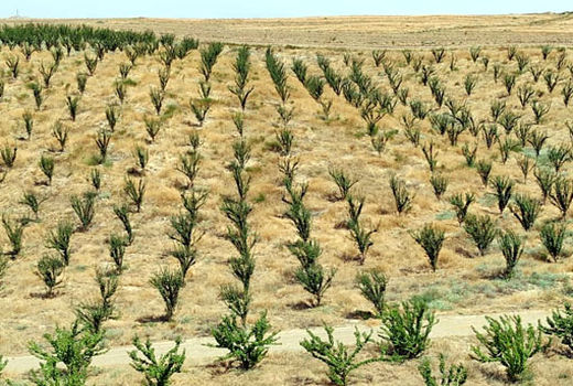 توسعه باغات در 60 هکتار از  اراضی شیب دار شهرستان خداآفرین