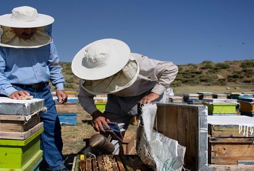 سالانه ۲ هزارو ۶۰۰ تن عسل در استان بوشهر تولید می‌شود