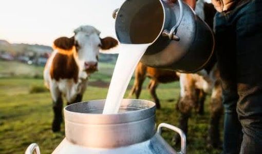 رشد تولیدات دام سنگین در پاییز ۱۴۰۴؛ افزایش تولد گوساله، پروار و تولید شیر