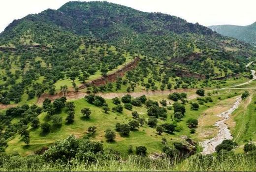 چاپ 20 مقاله علمی و پژوهشی  پدیده خشکیدگی بلوط در چهارمحال و بختیاری