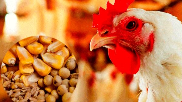 آغاز تخصیص سهمیه نهاده‌های طیور در خوزستان