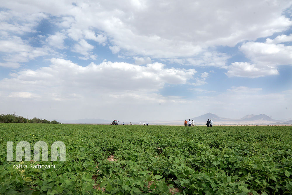 خلاقیت کشاورز خمین برای صرفه جویی آب