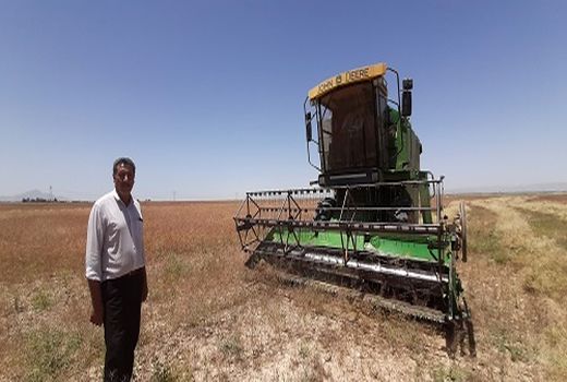 بزرگترین مزرعه خاکشیر خرامه برداشت شد