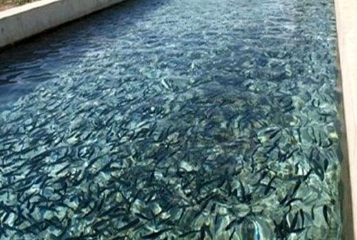 سرانه مصرف آبزیان در استان اصفهان حدود ۱۱کیلوگرم است