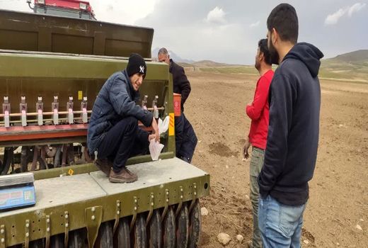 کشت مکانیزه گلرنگ درسطح ۲۵ هکتار از دیمزارهای روستای باشبلاغ بستان‌آباد