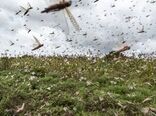 احتمال حمله ملخ‌های صحرایی به لرستان