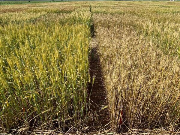 پایداری عملکرد؛ اولویت اصلاح ارقام گندم برای مقابله با خشکی و کم‌آبی