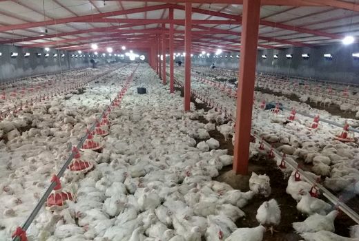 تولید مرغ در سپیدان به 4800 تن خواهد رسید