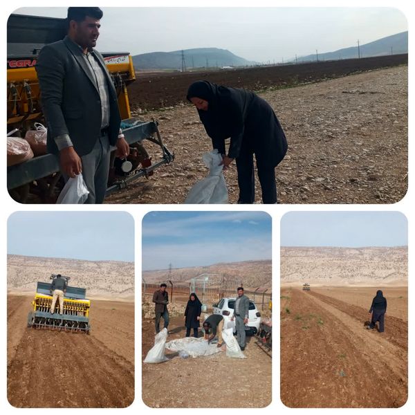 اجرای طرح انتخاب مشارکتی ارقام جو آبی (P.V.S) در شهرستان چرداول