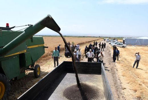 افزایش 56.6 درصدی قیمت خرید تضمینی کلزا در راستای طرح مردمی سازی و توزیع عادلانه یارانه ها 