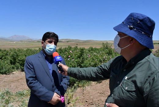 ایجاد صنایع تبدیلی و تکمیلی گل محمدی مکمل توسعه تولید محصول خام آن است