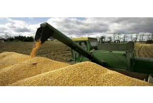 خرید 83 هزار تن گندم از کشاورزان مازندرانی/ پرداخت 911 میلیارد تومان به گندمکاران