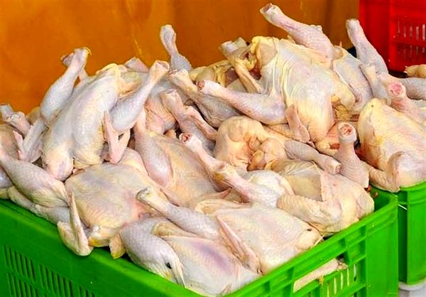 ۱۱۰ هزار تن گوشت مرغ در کردستان تولید می‌شود