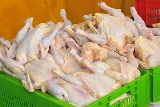 ۱۱۰ هزار تن گوشت مرغ در کردستان تولید می‌شود