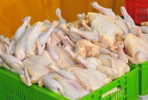 ۱۱۰ هزار تن گوشت مرغ در کردستان تولید می‌شود