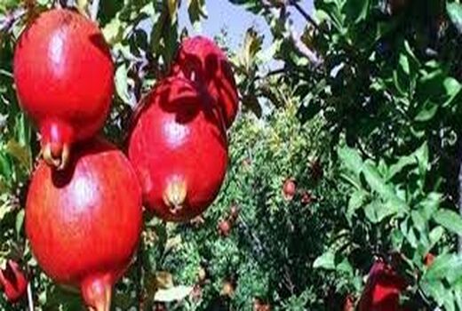پیش‌بینی برداشت 23 هزار تن انار در خوزستان